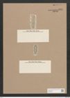 Navicula sp. e (de-Toni-Nr.: Genus 1) Zeichnungen Sammlung Grunow Nr. 1321 (NHMW-BOT-W0368246)